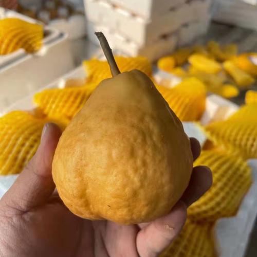煙臺太婆丑梨 軟糯香甜的“丑”味佳果